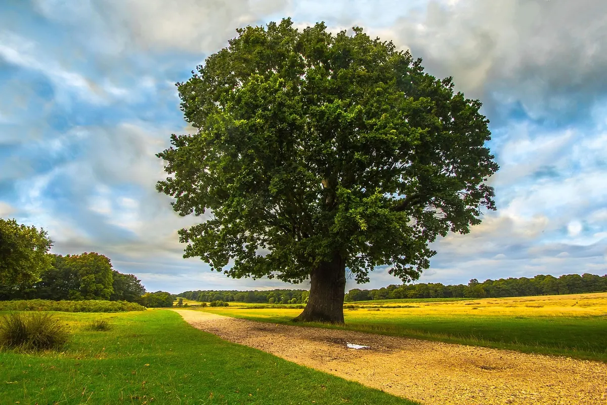 How to Sketch a Realistic Tree in 30 Minutes: A Step-by-Step Guide